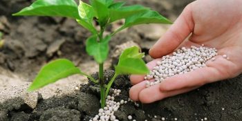 fertilizer2
